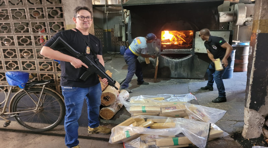 Polícia Civil incinera aproximadamente 730 quilos de maconha em Rondonópolis 1