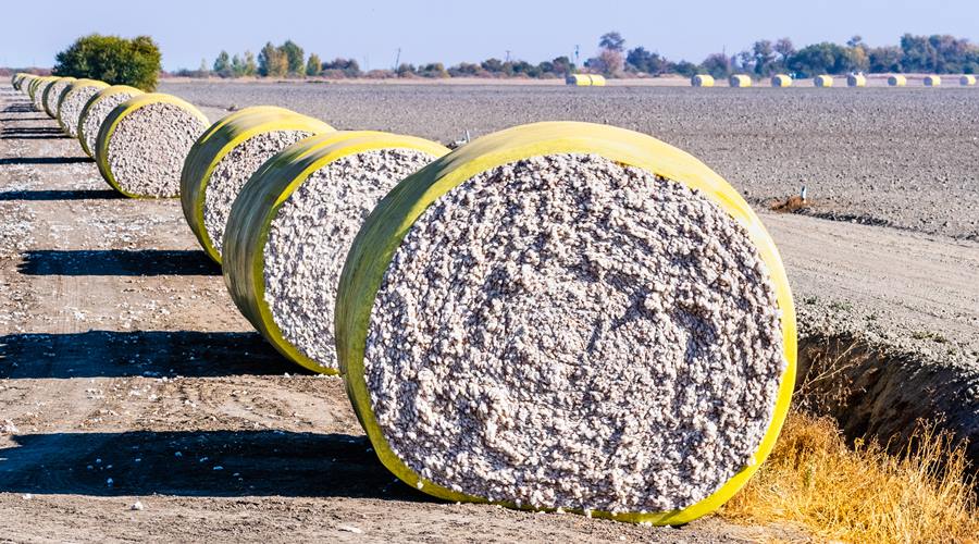 Brasil é o segundo maior exportador mundial de algodão 1