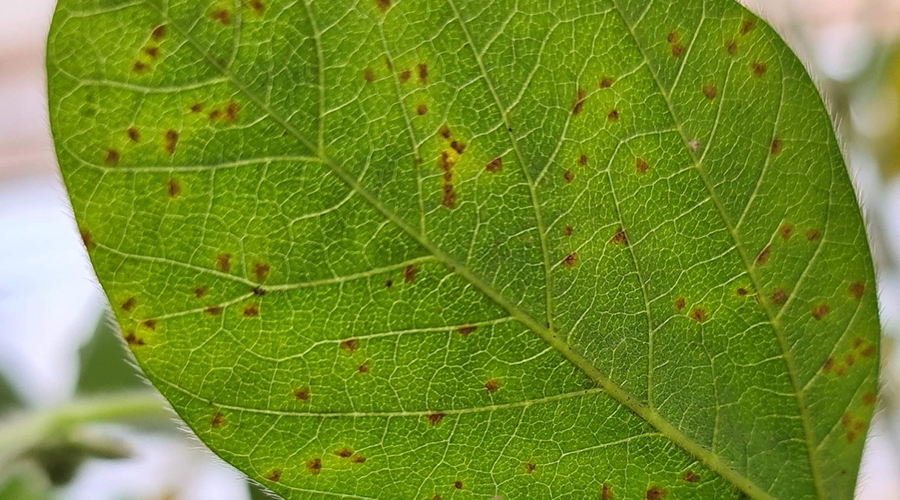 Focos de Ferrugem-asiática no Sul de Mato Grosso acendem alerta 1