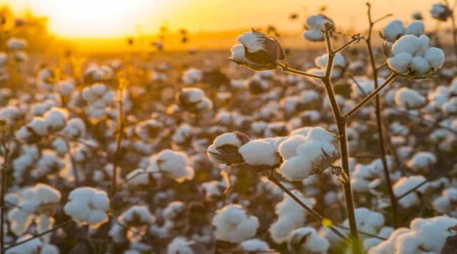 Comercialização de pluma 2022/23 chega a 61,58% em Mato Grosso 1