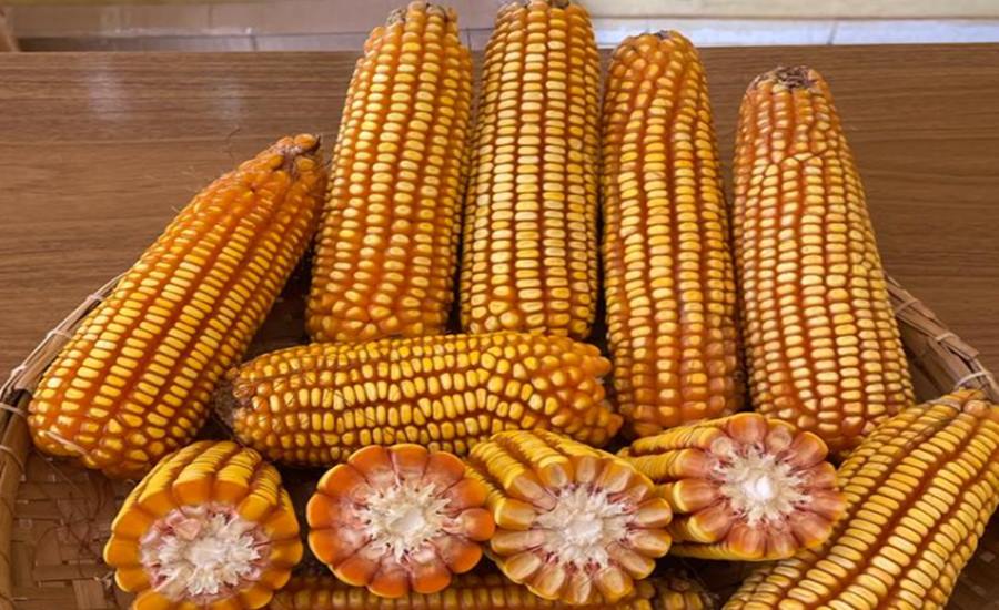 Milho e sorgo: novas cultivares com potencial produtivo elevado chegam ao mercado 1