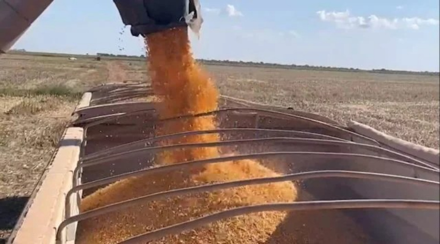 Produtores de Mato Grosso cobram do governo federal pacote de medidas para o milho 1