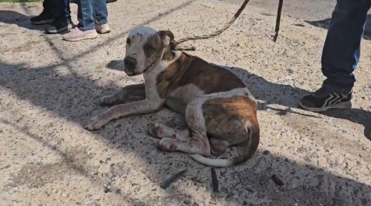 Homem é preso por maus-tratos de cachorro pitbull em Cuiabá 1