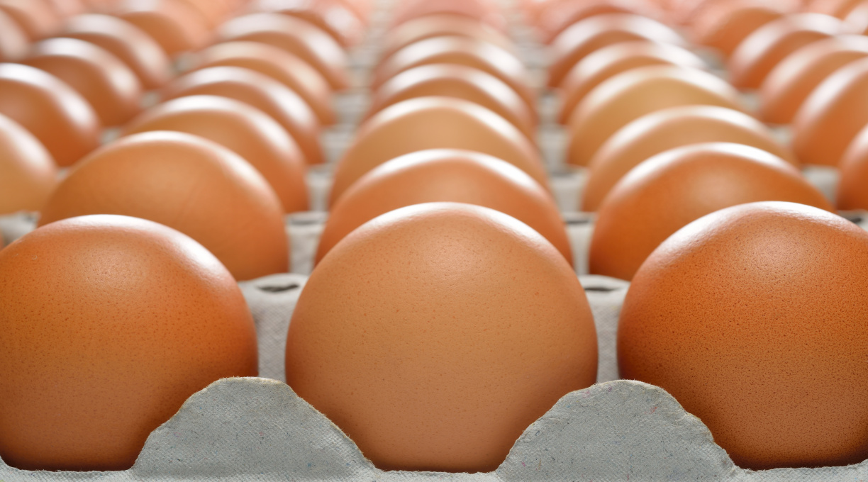 Produção brasileira de ovos para consumo atinge volume recorde no primeiro trimestre de 2024 1