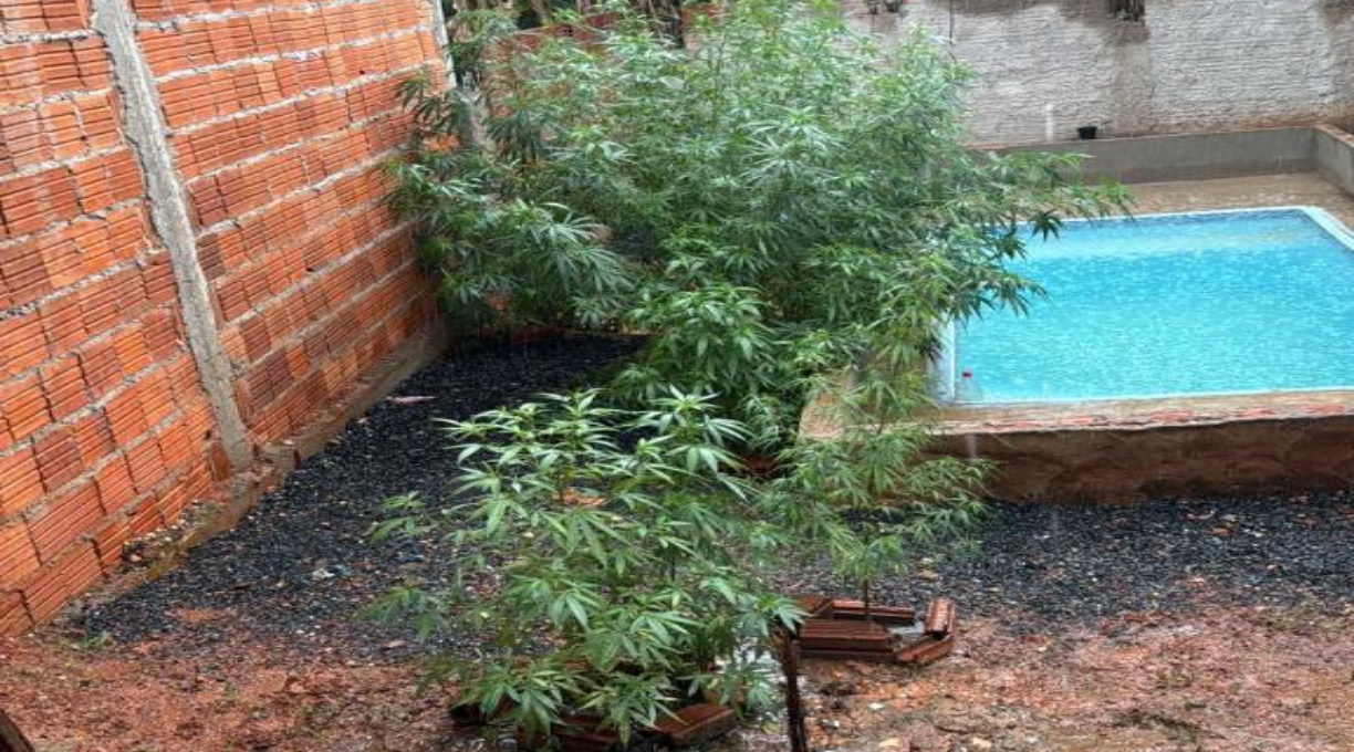 Força Tática prende homem por tráfico de drogas e apreende 17 pés de maconha 1