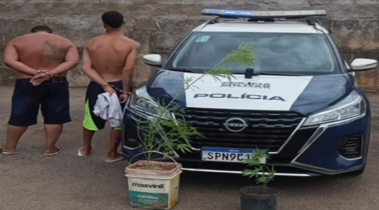 Dois indivíduos foram presos pela PM ao serem flagrados com pés de maconha em Rondonópolis 1