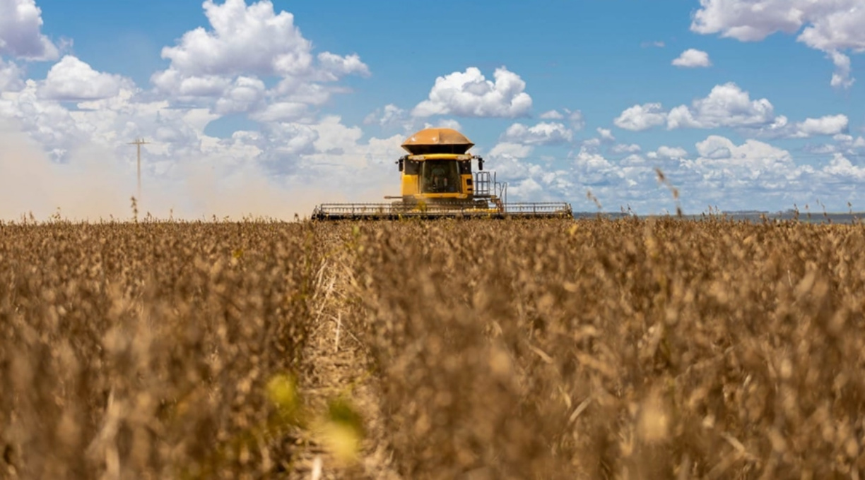 Puxada pela soja, produção de grãos em MT deve aumentar 4,4% na safra 2024/2025, estima Conab 1