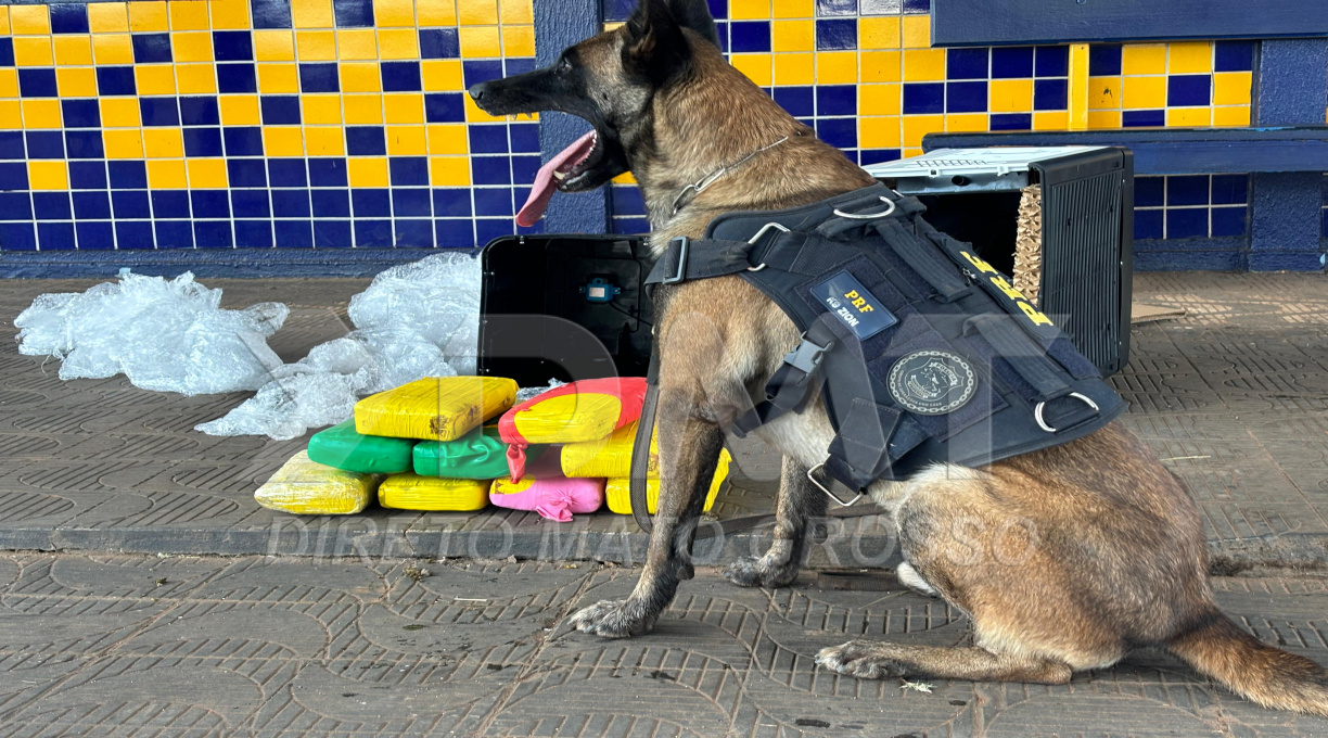 PRF apreende na BR-364 em Rondonópolis cerca de dez tabletes de skunk, a 'super maconha' 1
