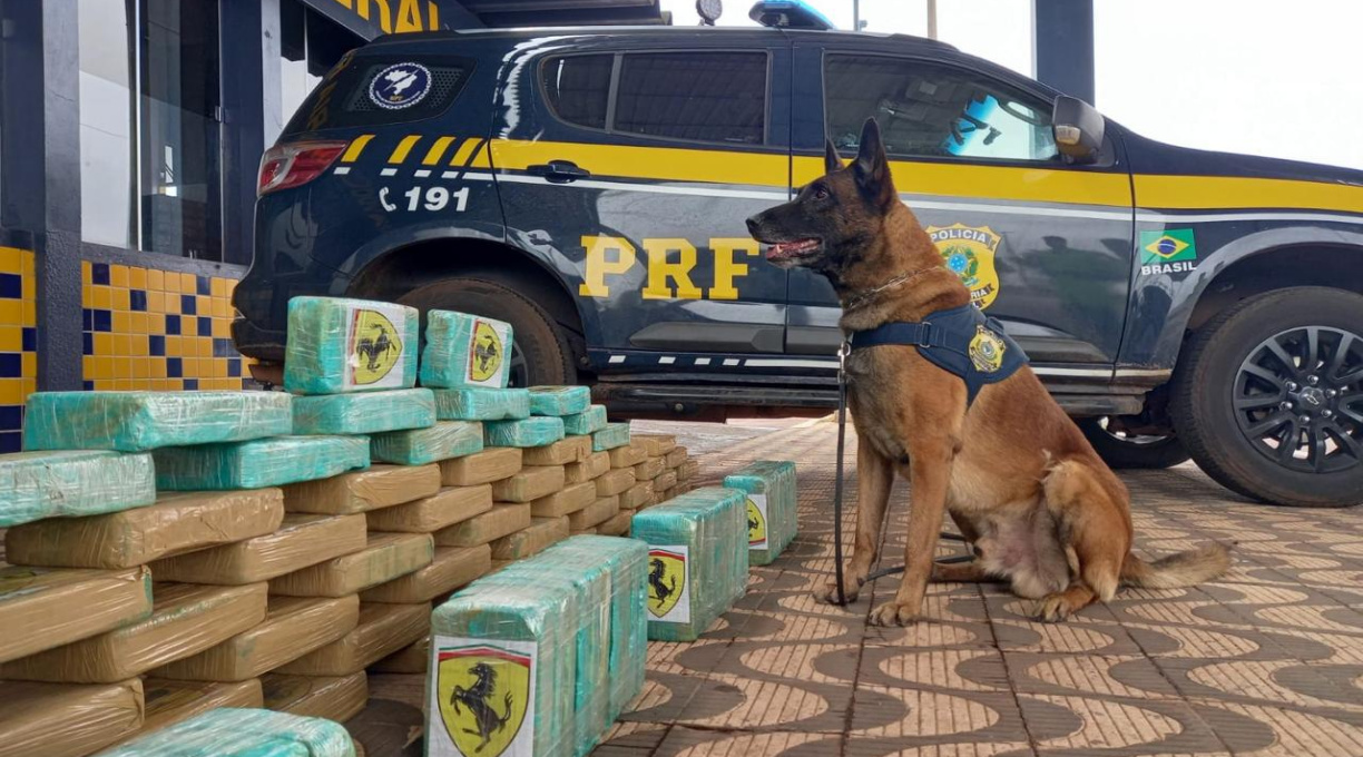 K9 Rango, da PRF de Rondonópolis, passará por procedimento de eutanásia em decorrência de um câncer irreversível 1
