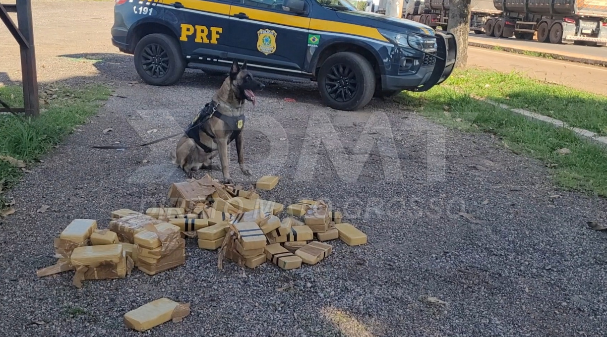Em mais uma intervenção do cão farejador Zion, PRF apreende grande quantidade de drogas e prende caminhoneiro 1