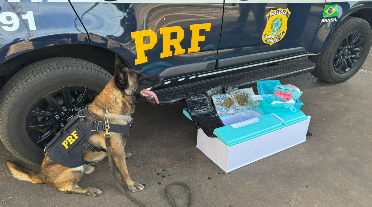 PRF apreende skunk na BR-364 em Rondonópolis, dentro de um brinquedo em formato de geladeira 1
