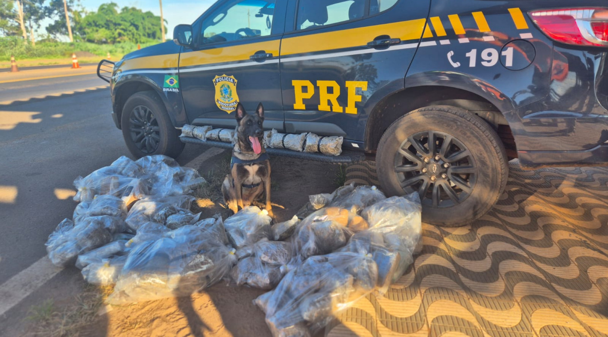 PRF Apreende 84 kg de Skunk e prende suspeito de tráfico em Alto Garças 1