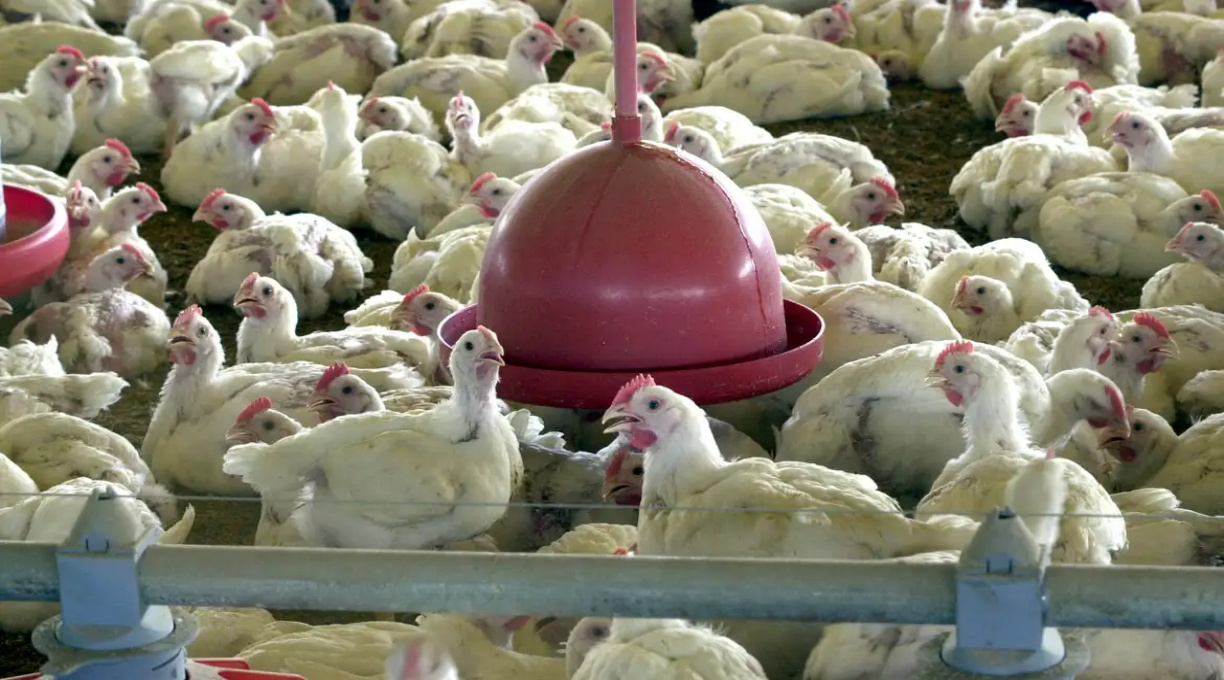 Agricultura confirma caso de gripe aviária em município do RS 1