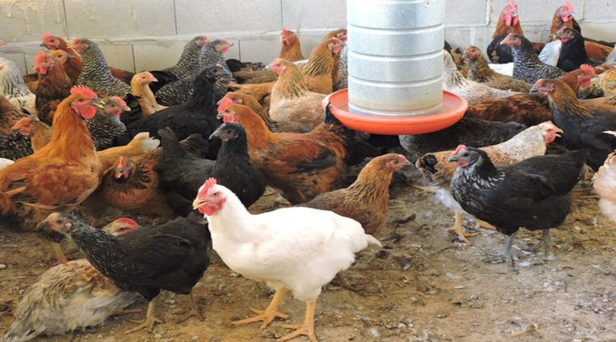Trabalhador de granja no RS com foco de gripe aviária é isolado por suspeita de infecção 1