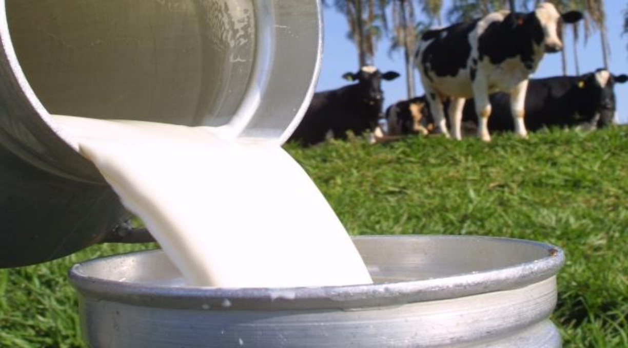 Empaer e Seaf promovem Dia de Campo sobre produção de leite com foco em práticas sustentáveis 1