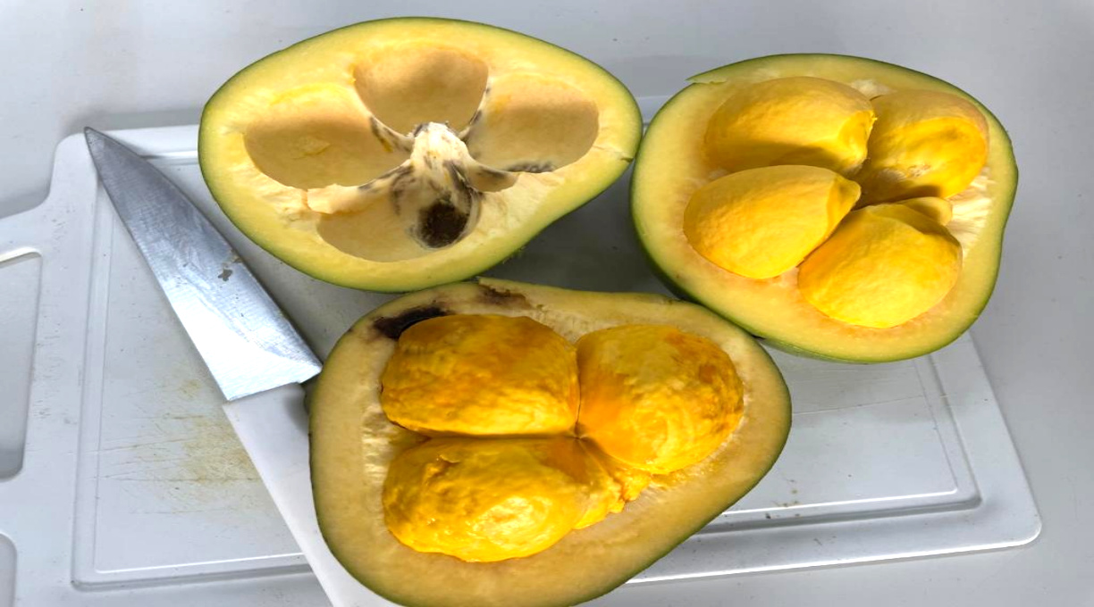 Pesquisadores estudam o potencial do óleo de pequi na cicatrização e regeneração dos tecidos da pele 1