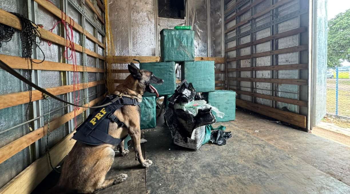 Com o apoio do cão farejador Zion, a PRF apreendeu mais de 260 kg de drogas no posto 201, em Rondonópolis 1