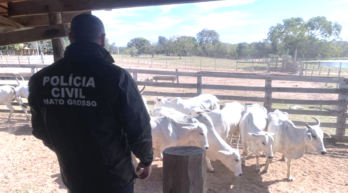 Polícia Civil deflagra operação para apurar roubo de 90 cabeças de gado em fazenda em Cuiabá 1
