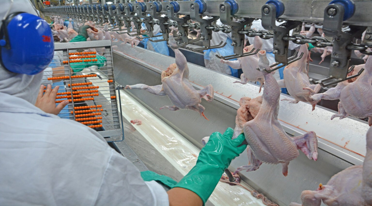 Gripe aviária: mais 7 países retomam importação de frango brasileiro 1