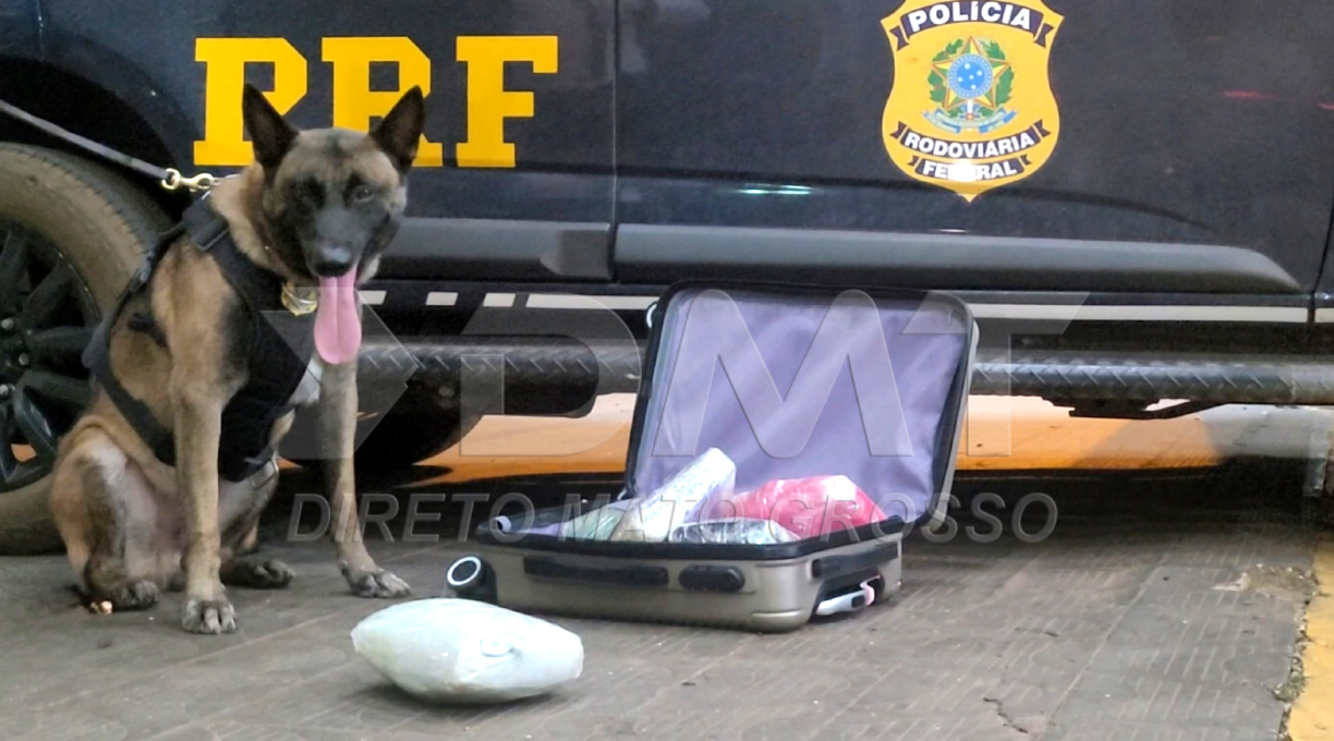 Com o apoio do cão farejador Zion, PRF apreende Skunk e prende mulheres em Rondonópolis 1