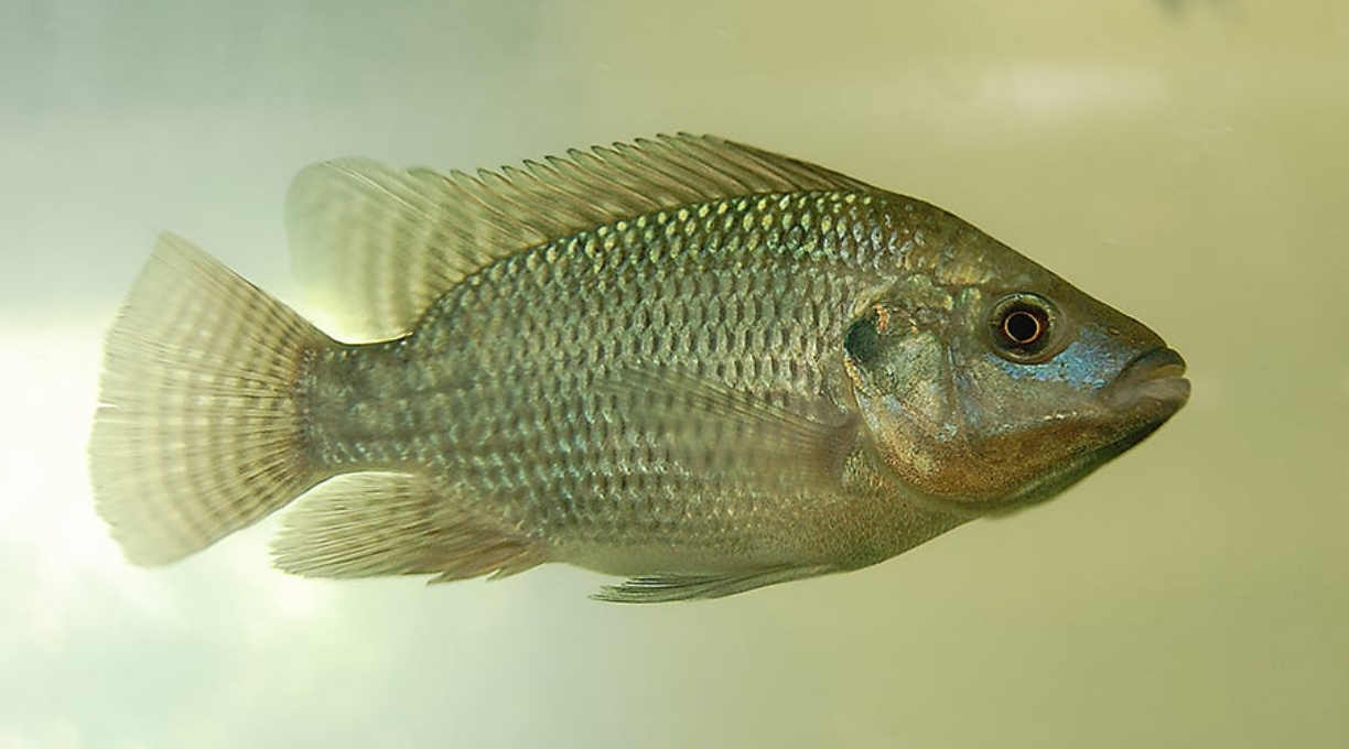 Indústria do pescado solicita crédito emergencial para mitigar efeitos do tarifaço 1