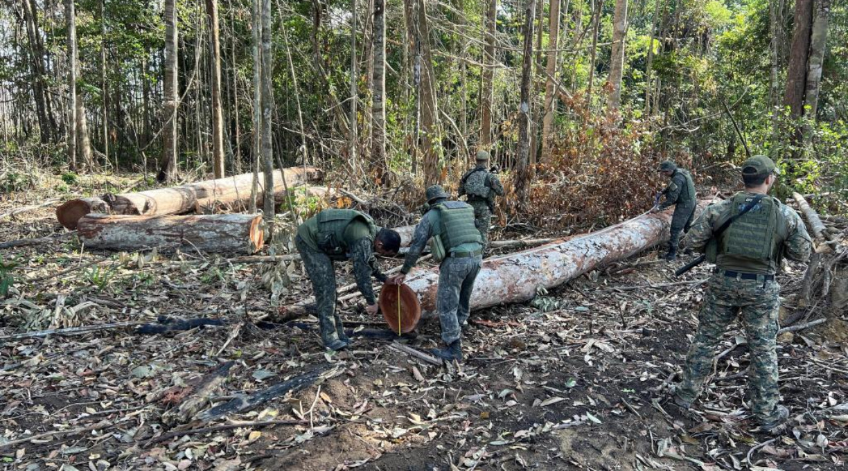 Polícia Militar fecha área de extração ilegal de madeira em região da floresta amazônica 1