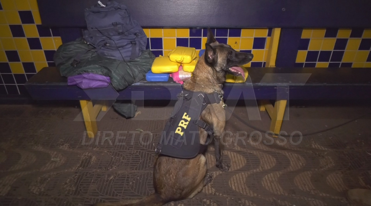 Colombiano é preso pela PRF em Rondonópolis ao ser flagrado transportando tabletes de Skunk em ônibus 1