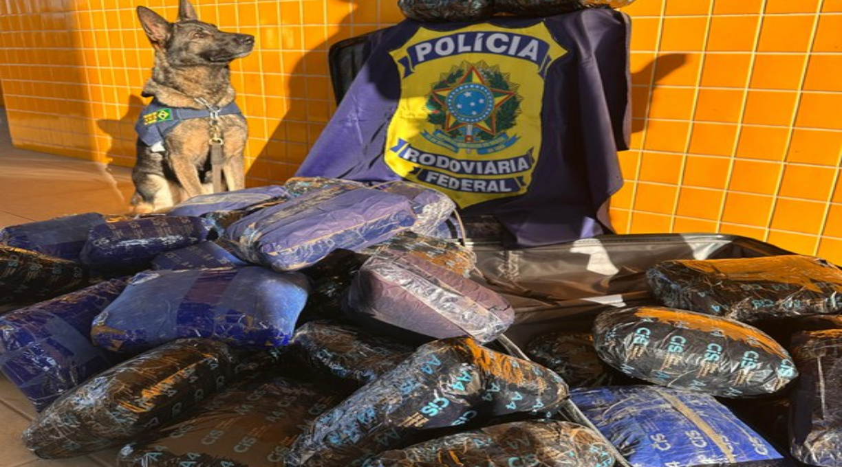 PRF apreende 50 tabletes de skunk durante fiscalização na BR-364 1