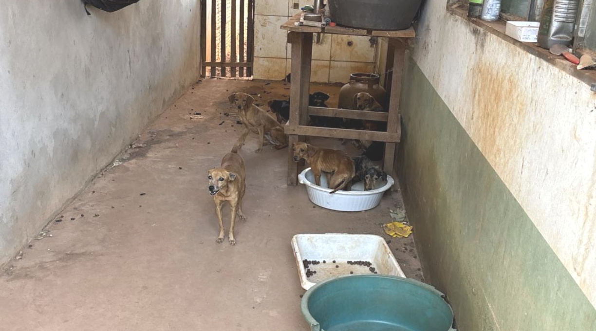 Polícia Militar e Bombeiros resgatam 25 cães e gatos em situação de abandono 1