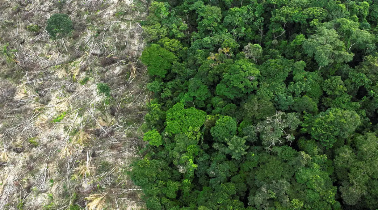 Em 40 anos, Amazônia perdeu área de vegetação do tamanho da França 1