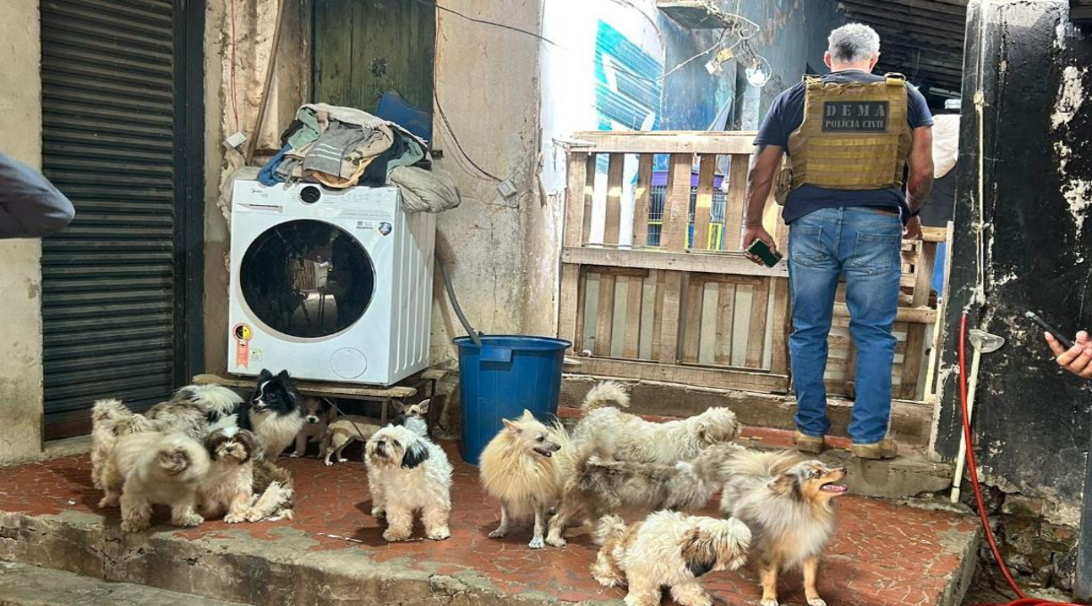 Polícia Civil e Bem Estar Animal resgatam cães e roedores e interditam canil clandestino em Cuiabá 1