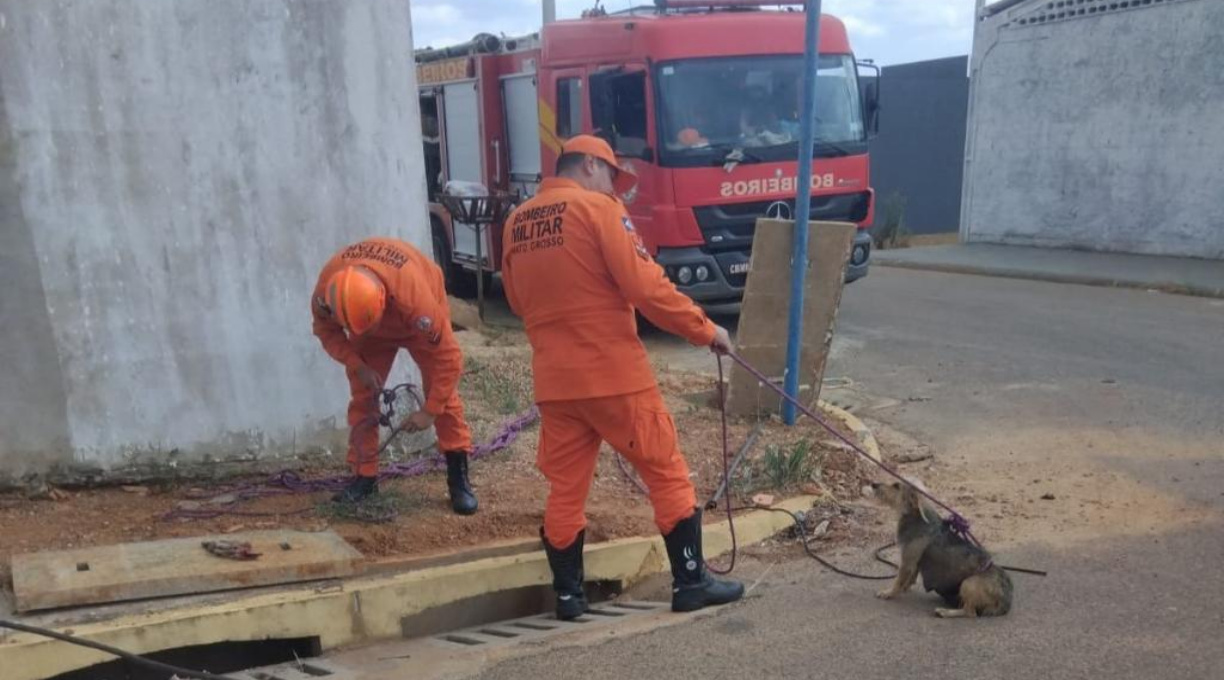 Filhotes de cachorro são resgatados pelo Corpo de Bombeiros de dentro de bueiro 1
