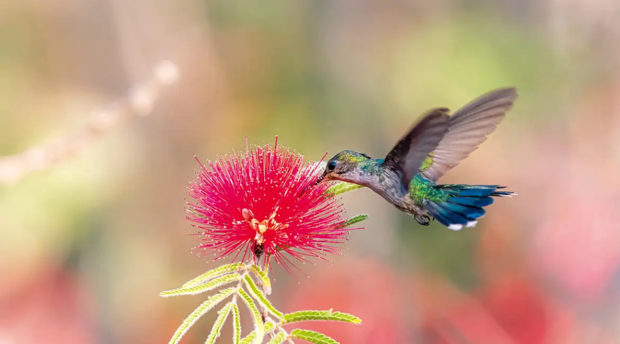 Primavera começa com ondas de calor e baixa umidade no país 1