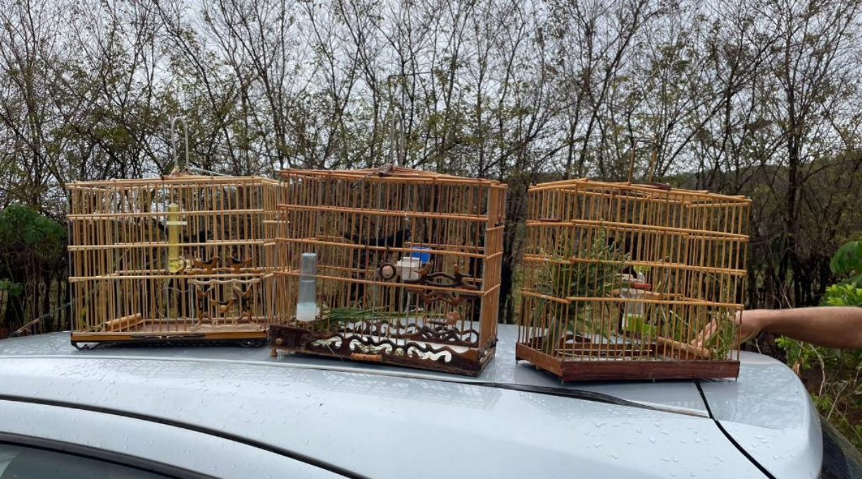 Polícia Civil prende dois homens por captura ilegal de pássaros silvestres 1