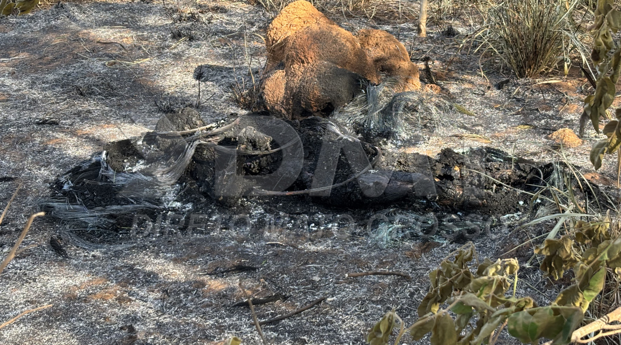 Cadáver carbonizado é localizado em meio a uma mata no bairro Parque das Laranjeiras em Rondonópolis 1