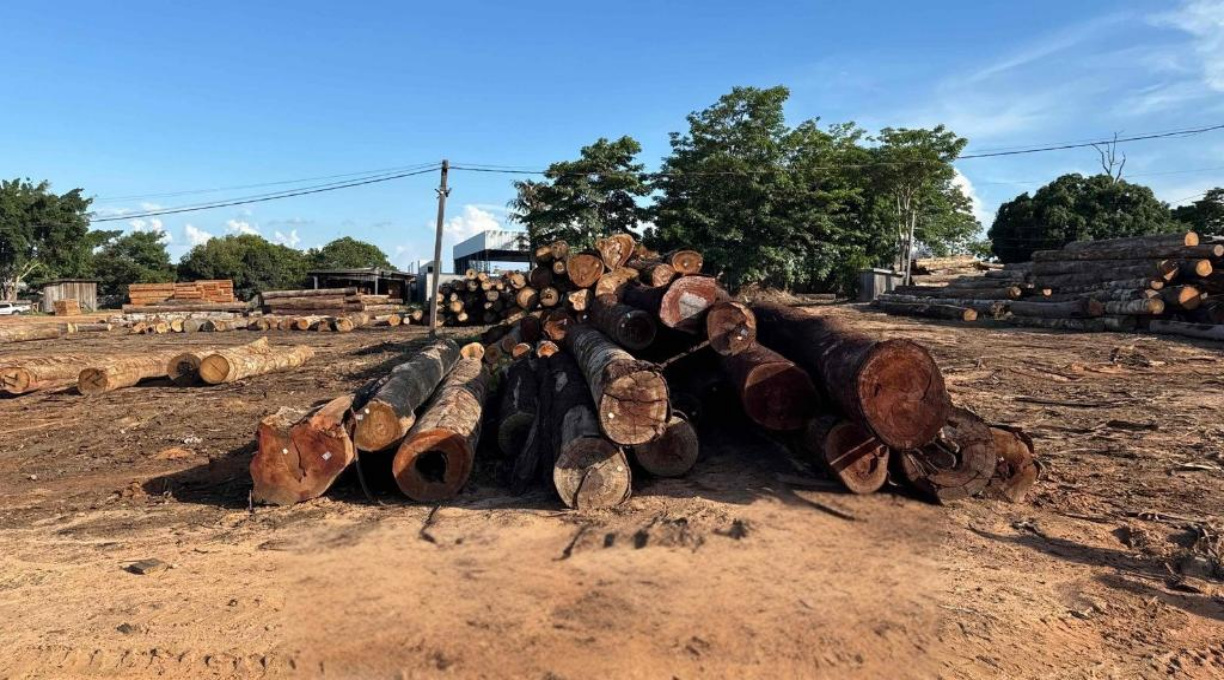 Polícia Civil deflagra 2ª fase da investigação que apura crime de extração ilegal de madeira em Juína 1