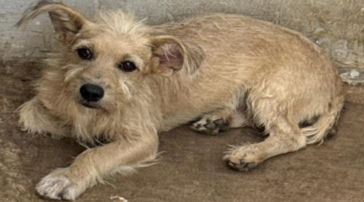 Polícia Civil prende cabeleireiro por maus-tratos a animais em Vila Rica 1