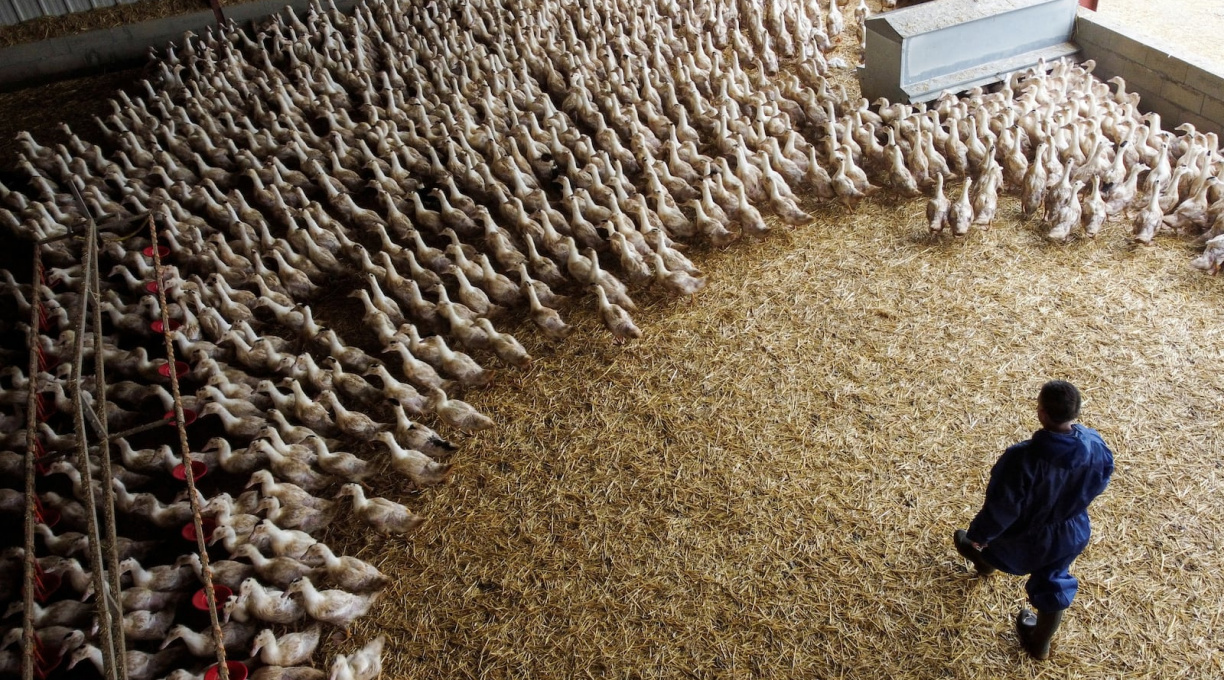 Instituto francês diz que gripe aviária pode levar a pandemia pior do que a Covid-19 1
