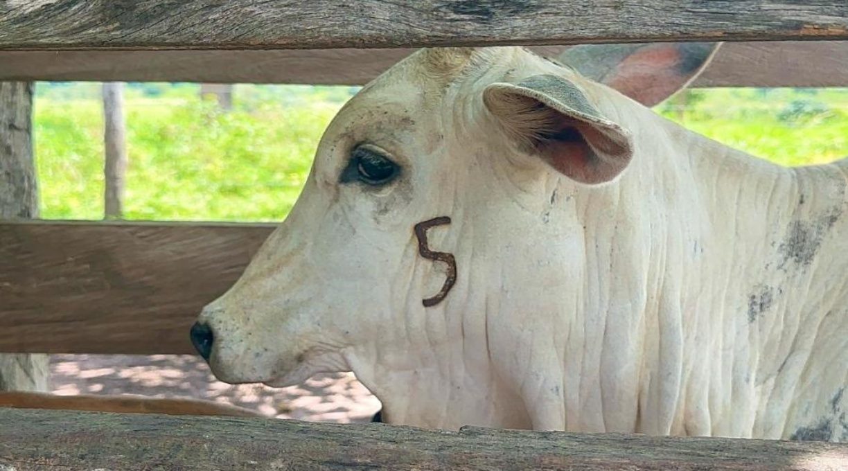 Prazo para vacinação contra brucelose termina no dia 31 de dezembro 1