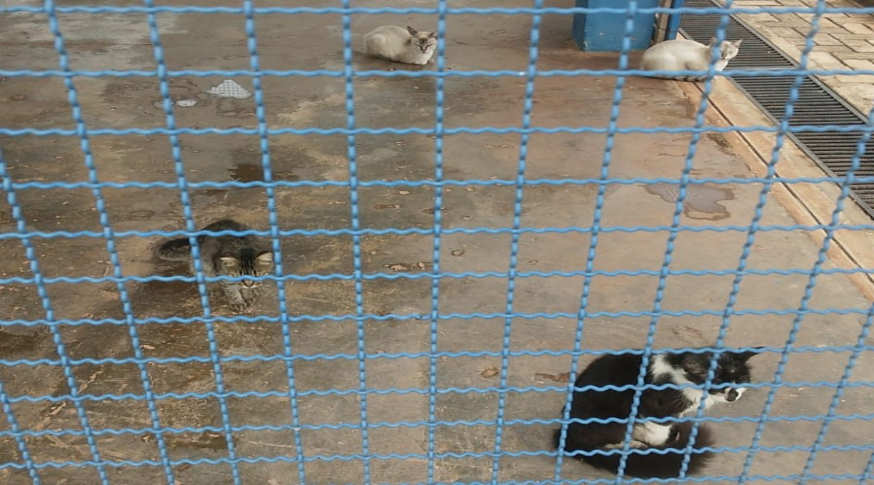 Com lotação, CIBEAR faz alerta à sociedade quanto ao abandono de animais 1