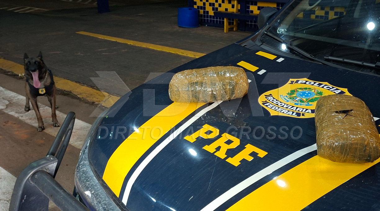 Com o apoio do cão farejador Zion, PRF apreende cerca de dois quilos de Skunk em Rondonópolis 1