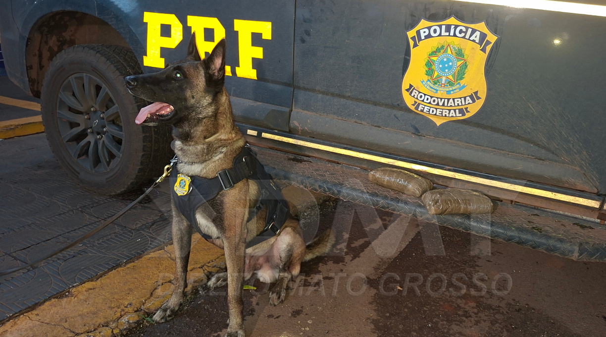 Cão farejador Zion auxilia a PRF em apreensão de haxixe em ônibus interestadual na BR-364, em Rondonópolis 1