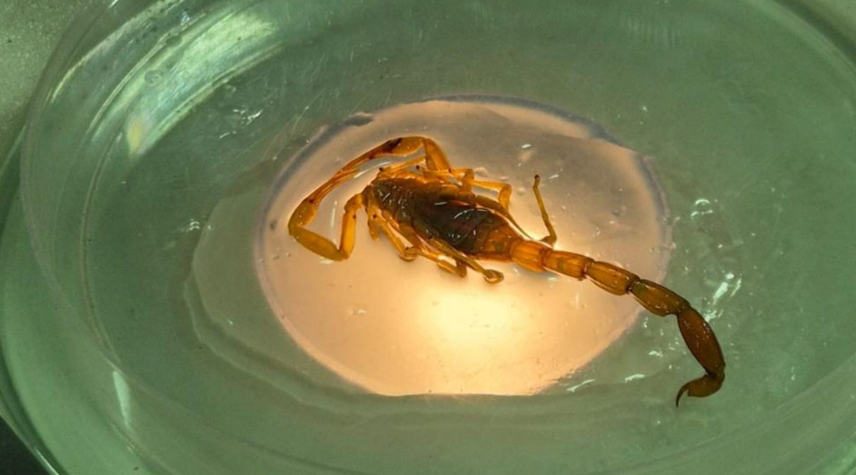 Mato Grosso registra 3.860 acidentes com animais peçonhentos; SES alerta população 1