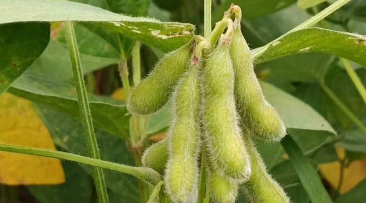 Sojicultores de MT têm até 15 de fevereiro para cadastrar área no Indea 1