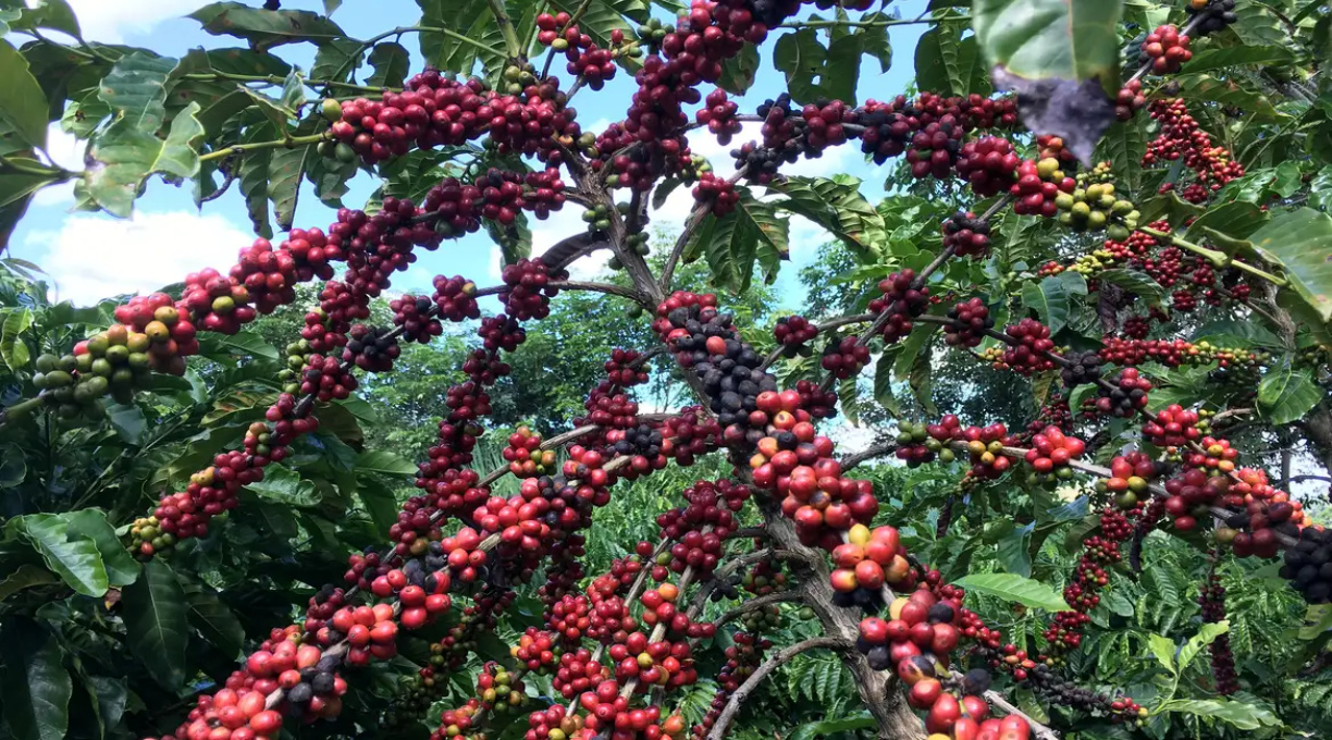 Conab prevê colheita recorde de café com crescimento de 17,1% em 2026 1