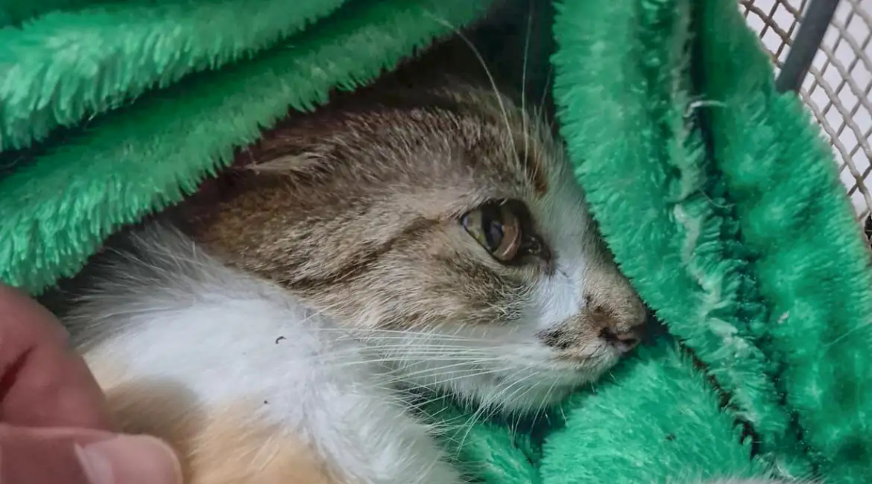 Mulher é presa após arremessar gata do 12º andar de prédio em Curitiba 1