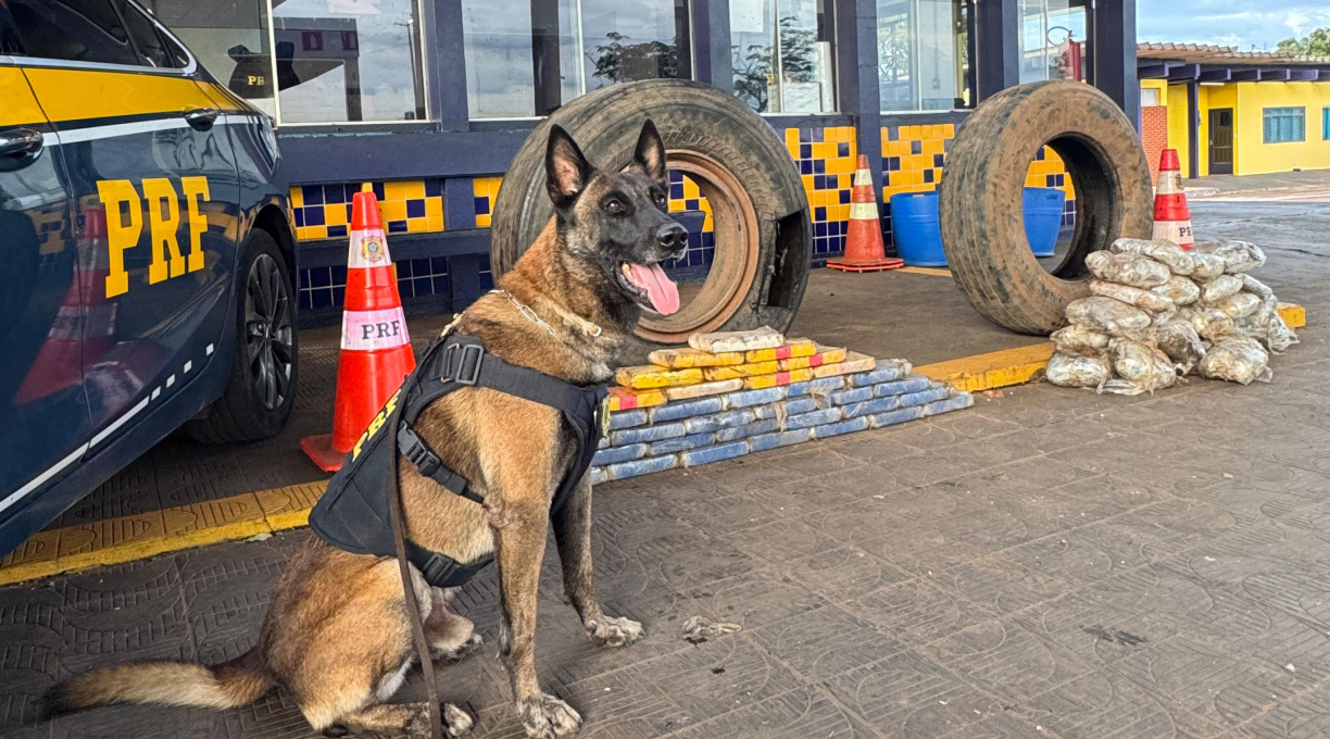 Com o apoio do cão farejador Zion, PRF apreende 65 kg de drogas e prende caminhoneiro em Rondonópolis 1