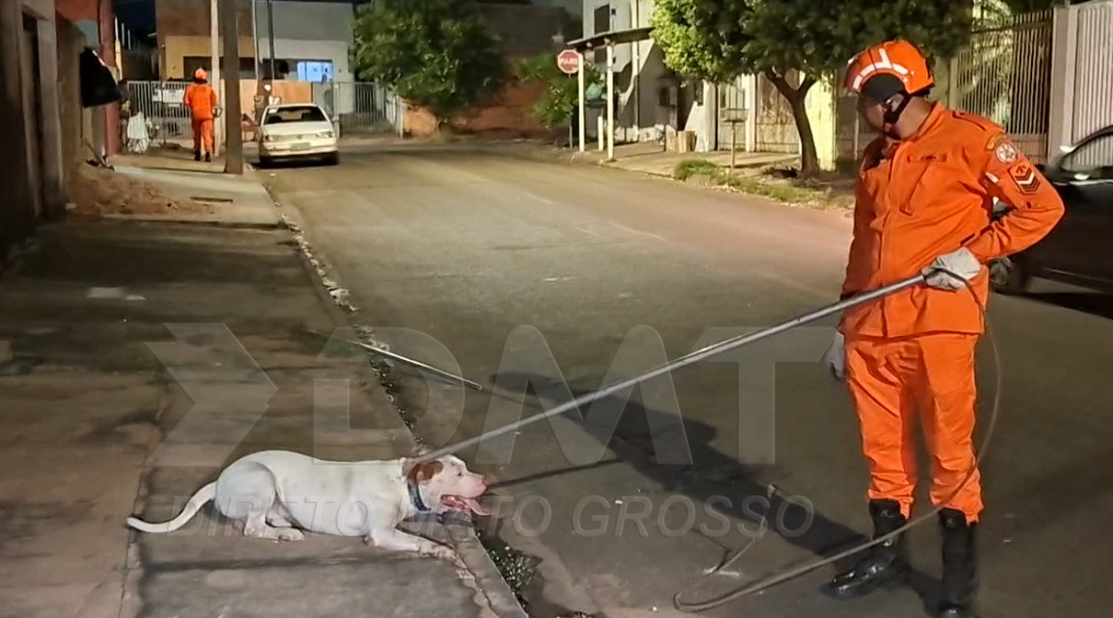 PitBull é capturado pelo Corpo de Bombeiros após atacar e matar outros dois cães, entre os bairros Santa Fé e Serra Dourada 1 PitBull é capturado pelo Corpo de Bombeiros após atacar e matar outros dois cães, entre os bairros Santa Fé e Serra Dourada 1
