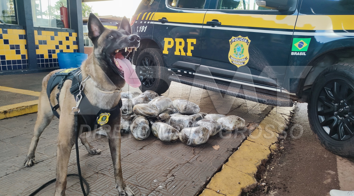Através de mais uma indicação do Zion, PRF apreende grande quantidade de supermaconha e prende traficante 1 Através de mais uma indicação do Zion, PRF apreende grande quantidade de supermaconha e prende traficante 1