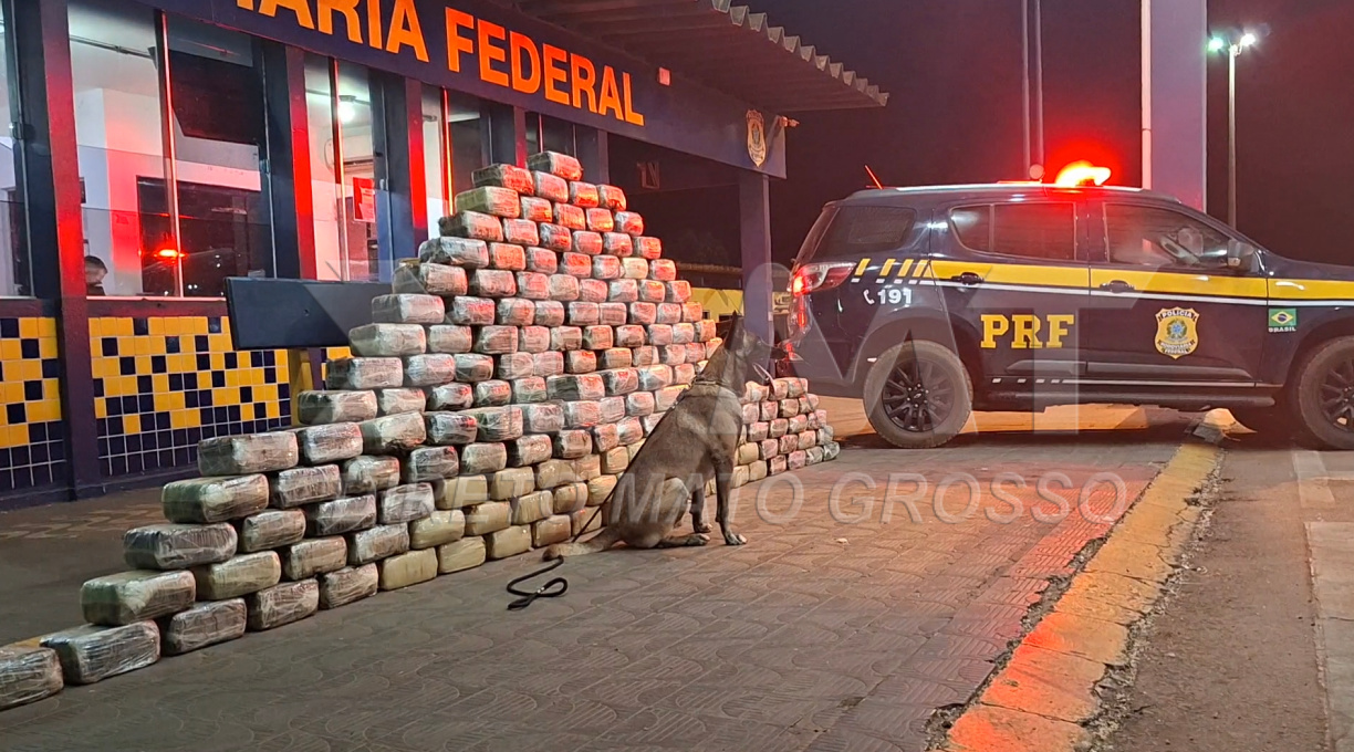 PRF prende na BR-364 em Rondonópolis motorista que transportava cerca de meia tonelada de skunk "supermaconha" 1